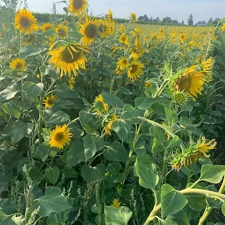 Guest Near Vienna Διαμέρισμα *