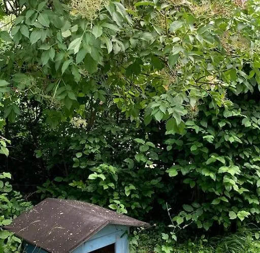 Guest Near Vienna Daire