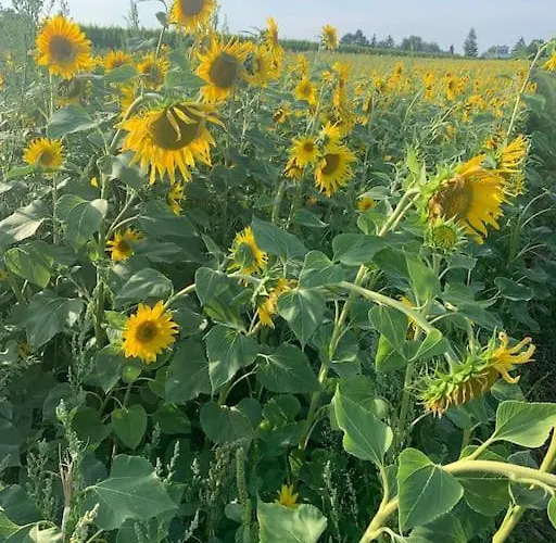 Guest Near Vienna Apartament *